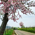 Die Pfalz zur Mandelblüte