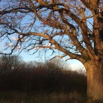 Im rötlichen Abendlicht erscheint flüchtig ein naturhaftes Wesen ...